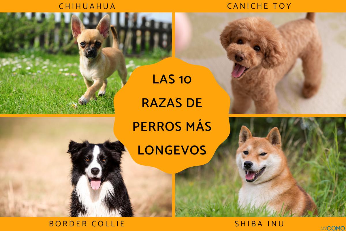 Las razas de perros más longevos: ¿cuáles son y cuántos años viven?