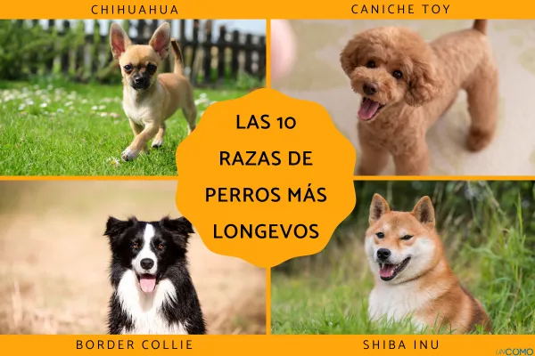 los perros viven mas ahora