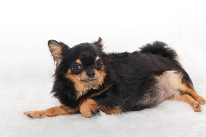 con qué frecuencia debo desparasitar a mi perra embarazada