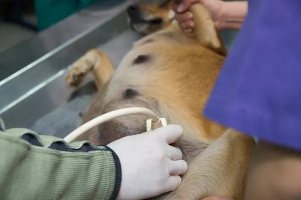 con qué frecuencia debo desparasitar a mi perra embarazada