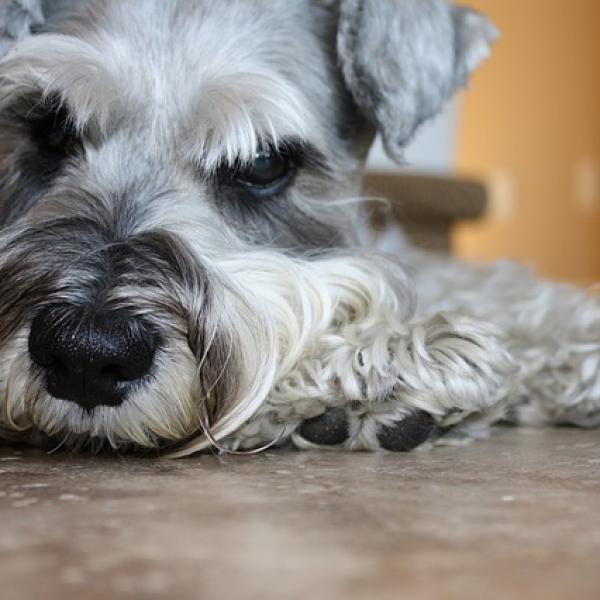 cuanto tiempo viven los caniches schnauzer