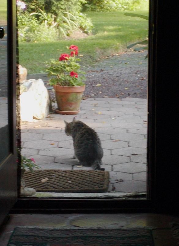 Cómo dejar a mi gato solo por una semana 