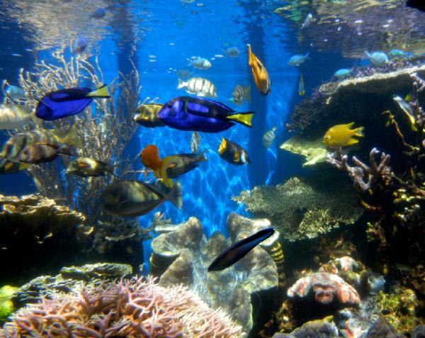 Cómo decorar un acuario