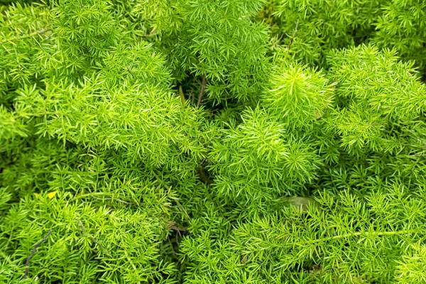 Cómo plantar espárragos - Cómo plantar espárragos - paso a paso