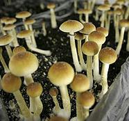Efectos de las setas alucinógenas - Como tomar las setas alucinógenas