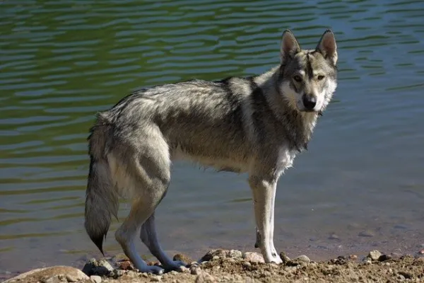 son lobos parte de la familia canina