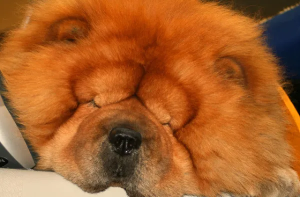 son chow chows naturalmente agresivos