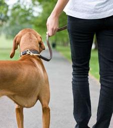 Cómo pasear a mi perro