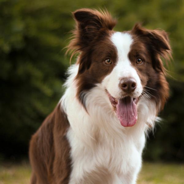 cual es mejor border collie de pelo corto o de pelo largo