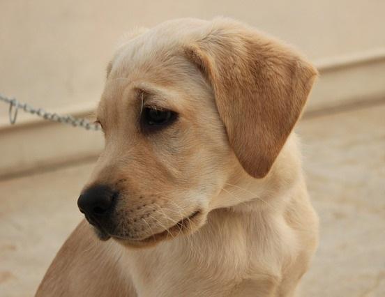 Cómo tratar la depresión en los perros