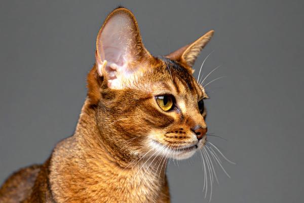 Razas de gatos con las orejas grandes: descubre estos felinos - Abisinio: un felino con aire salvaje