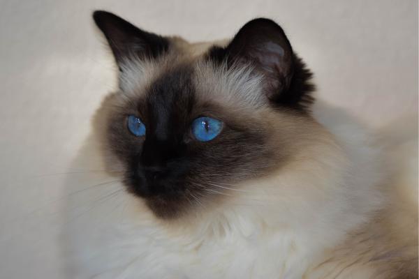 Razas de gatos con las orejas grandes: descubre estos felinos - Balinés: elegancia oriental con orejas destacadas