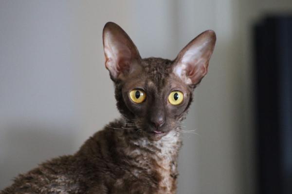 Razas de gatos con las orejas grandes: descubre estos felinos - Cornish rex: un gato de orejas enormes y pelaje rizado