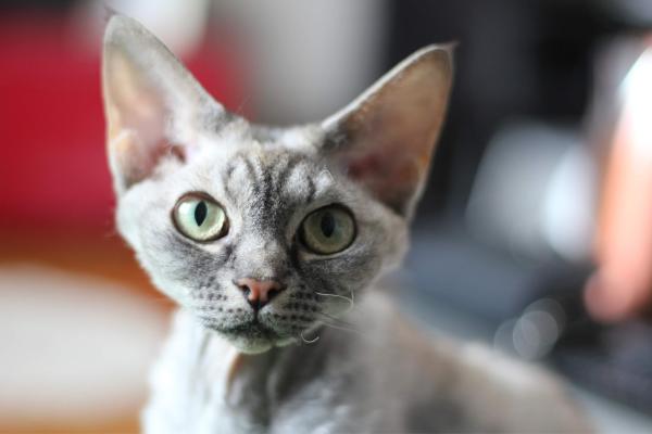 Razas de gatos con las orejas grandes: descubre estos felinos - Devon rex: pequeño, simpático y con grandes orejas