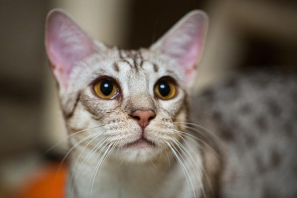 Razas de gatos con las orejas grandes: descubre estos felinos - Ocicat: el encanto del aspecto salvaje