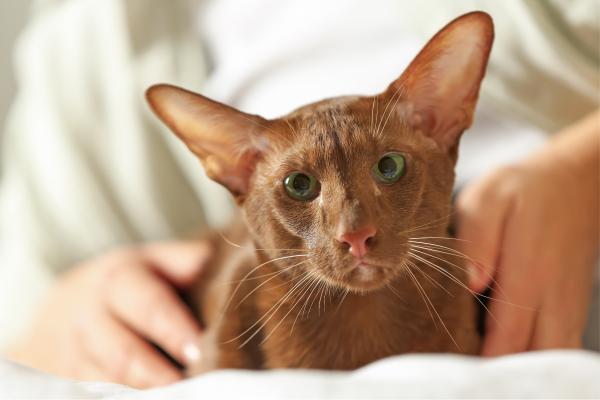 Razas de gatos con las orejas grandes: descubre estos felinos - Oriental de pelo corto: elegancia y grandes orejas