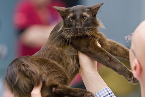 Razas de gatos con las orejas grandes: descubre estos felinos - Oriental de pelo largo: una versión más peluda del oriental clásico