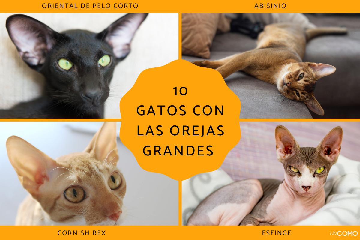 Razas de gatos con las orejas grandes: descubre estos felinos
