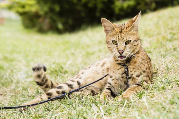 Razas de gatos con las orejas grandes: descubre estos felinos - Savannah: el gato doméstico con alma de leopardo