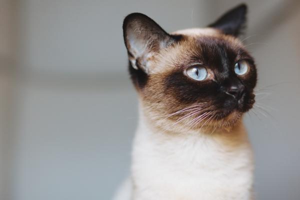 Razas de gatos con las orejas grandes: descubre estos felinos - Siamés: un clásico de la elegancia felina