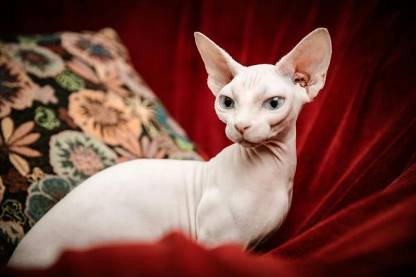 Razas de gatos con las orejas grandes: descubre estos felinos - Sphynx o esfinge: el gato sin pelo y de orejas grandes
