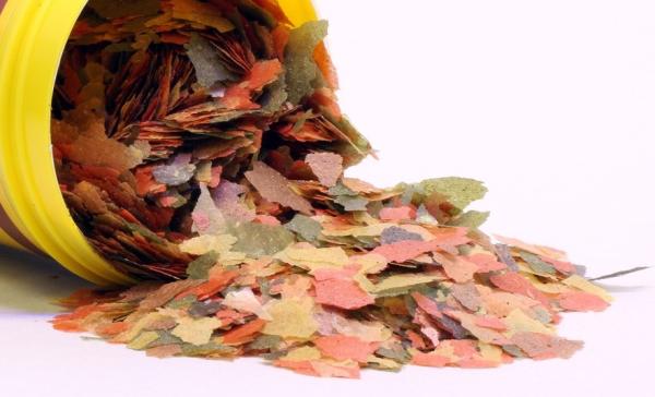 Cómo curar la enfermedad del punto blanco en peces - ¡guía completa! - Causas del punto blanco en peces