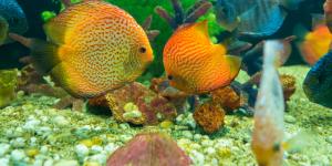 Cómo curar la enfermedad del punto blanco en peces - ¡guía completa!