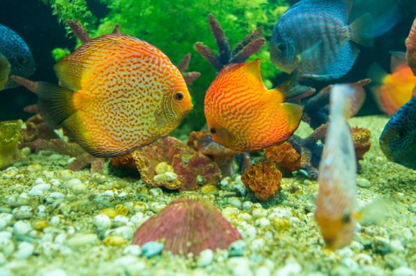 Cómo curar la enfermedad del punto blanco en peces - ¡guía completa!