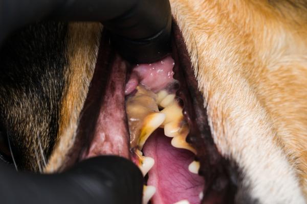 qué haces si los dientes de tu perro se están pudriendo