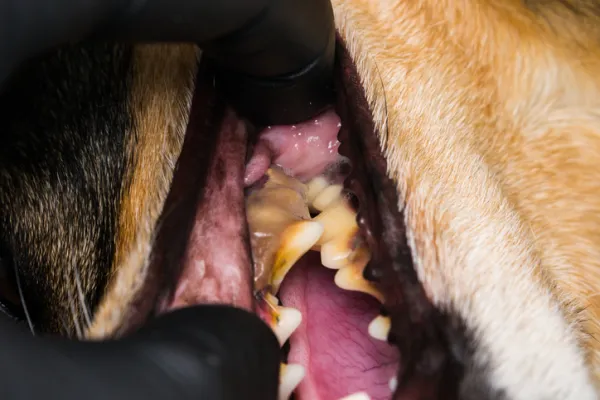 que pasa cuando un perro no tiene dientes