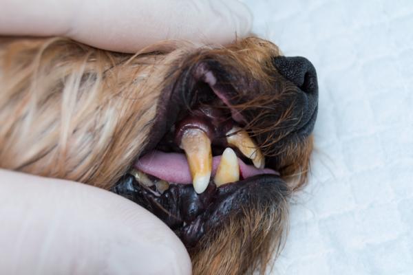 Qué hacer si mi perro tiene los dientes podridos