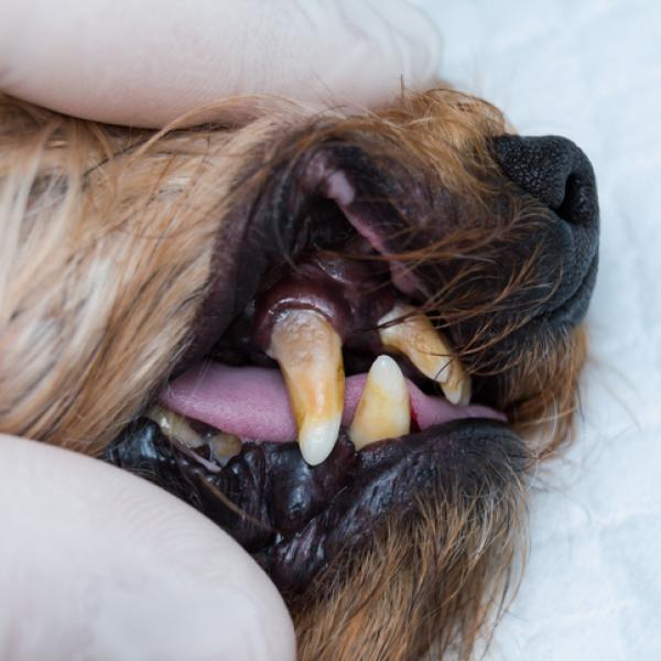 qué haces si los dientes de tu perro se están pudriendo