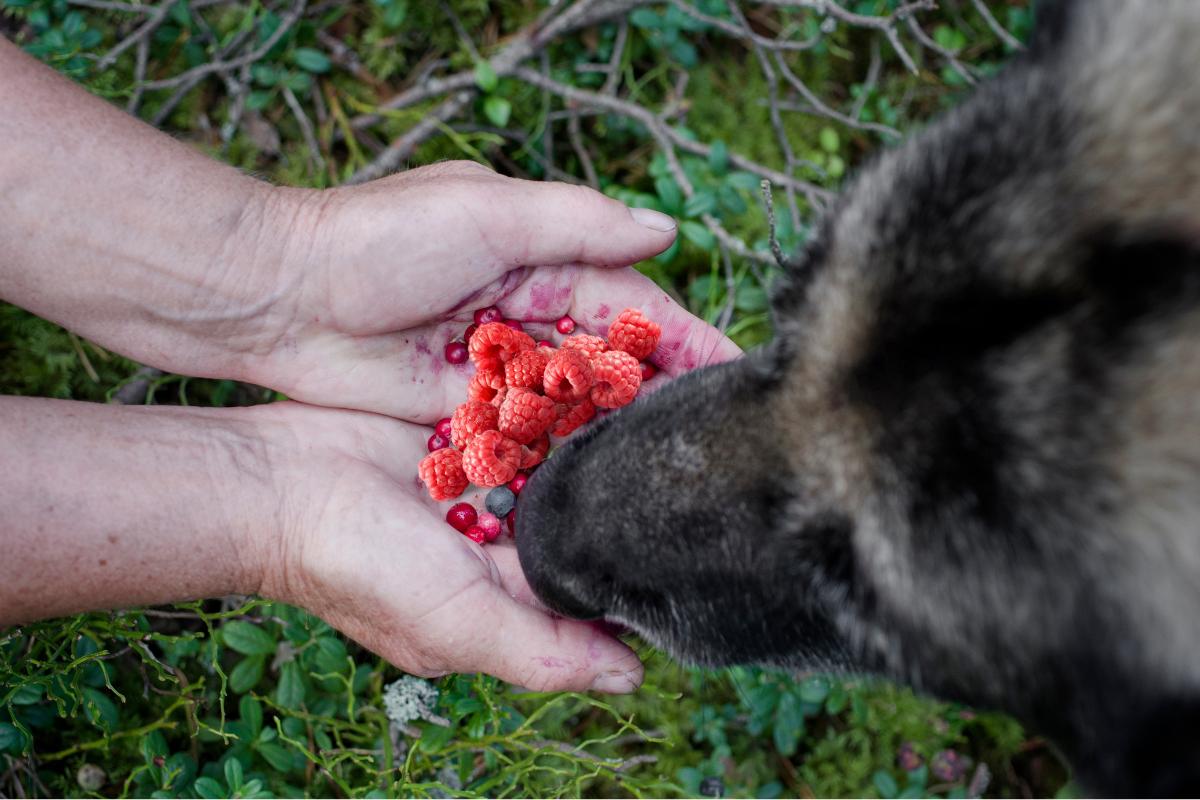 ¿Los perros pueden comer frambuesas? Conoce cómo puedes dárselas