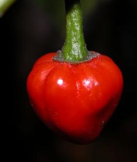 Especias y condimentos de la cocina Africana - Chiles africanos