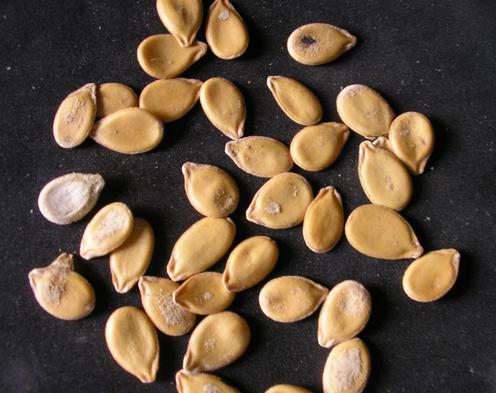 Especias y condimentos de la cocina Africana - Egusi