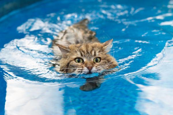 Por qué a los gatos no les gusta el agua - Gatos a los que les gusta el agua