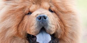 Lengua morada en perros: síntomas, causas y tratamiento