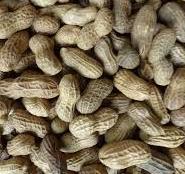 Especias y condimentos de la cocina Africana - Maníes