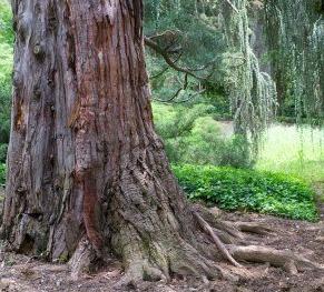 Cómo son las secuoyas - sequoia - Origen de la palabra Secuoia