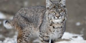 Cómo es un gato montés