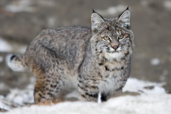 Cómo es un gato montés