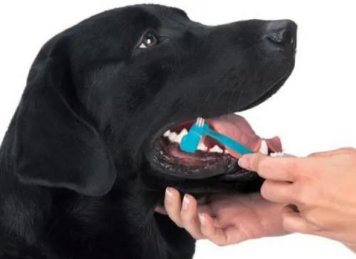 cómo deshacerse del mal aliento de los cachorros