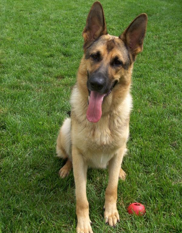 por qué mi pastor alemán siempre me mira fijamente