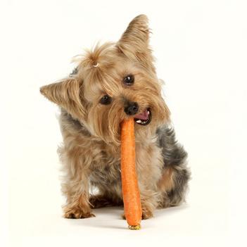 Cuáles son las verduras que pueden comer los perros - Paso 6