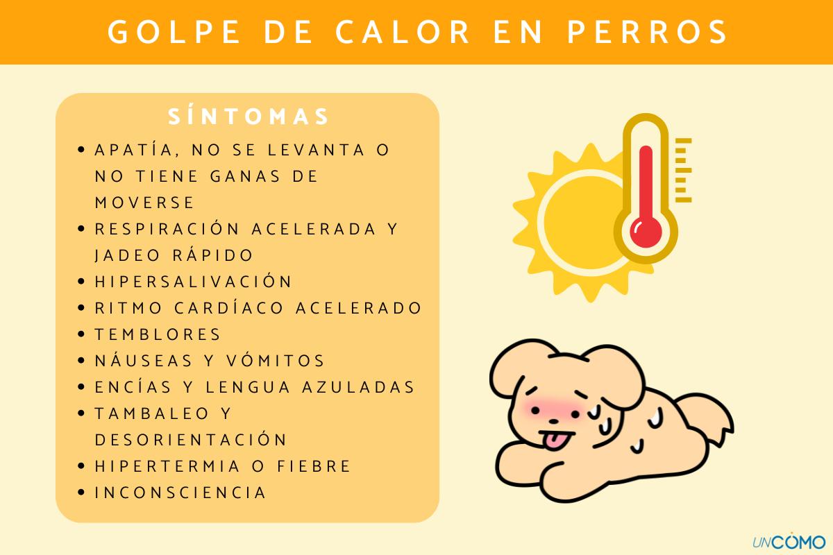 Golpe de calor en perros: síntomas y tratamiento