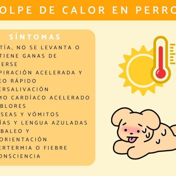 como saber si tu perro tiene un golpe de calor