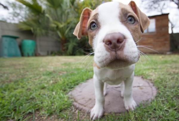 Cómo cuidar a un pitbull