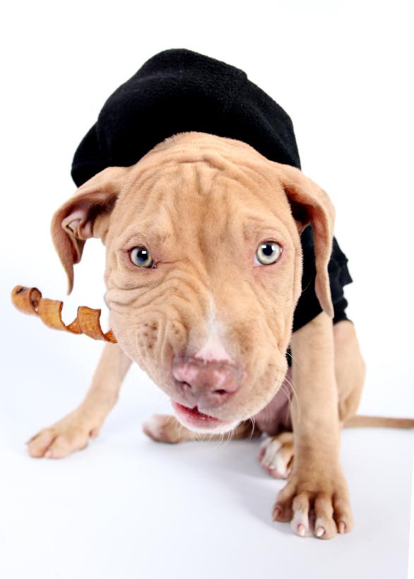 Cómo cuidar a un pitbull - Paso 3