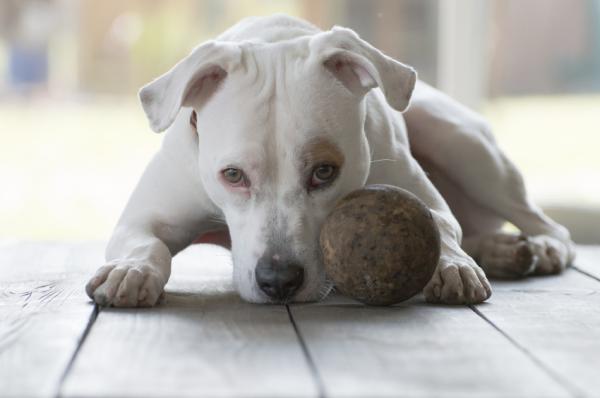 Cómo cuidar a un pitbull - Paso 4