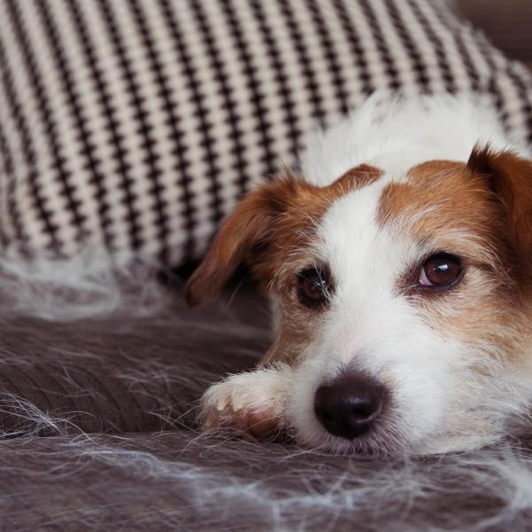 por qué mi perro pierde mechones de pelo